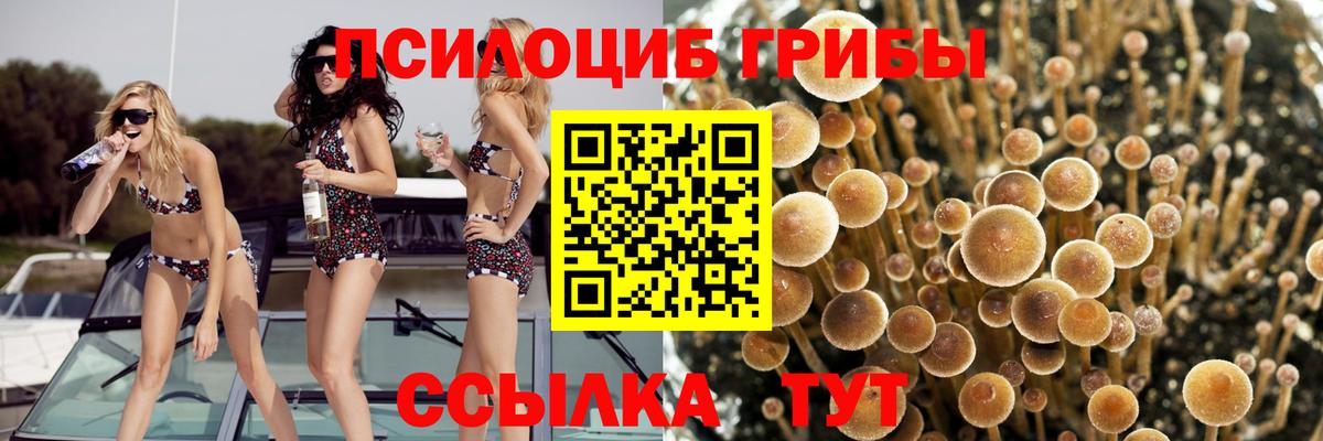 Галлюциногенные грибы Magic Shrooms  Вход с VPN  Галлюциногенные грибы Psilocybine cubensis  Нальчик 